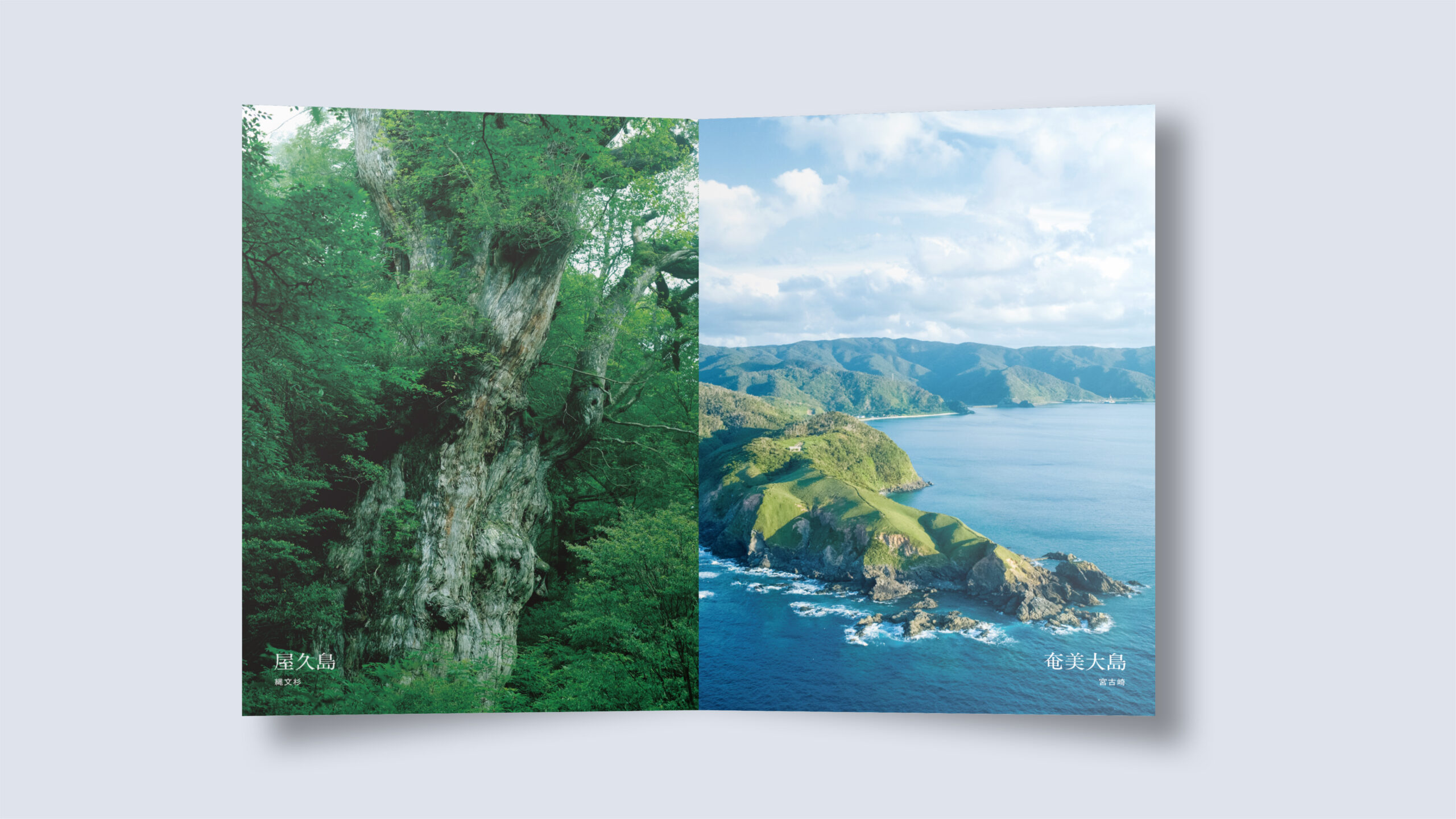 正規 令和3年度 屋久島の新たな魅力再発見｜81plus inc. フォトフレーム